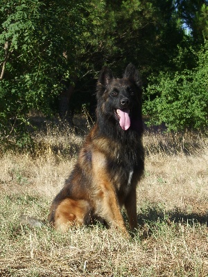 du domaine du bois de la garde - aaron tervueren