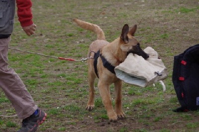 du domaine du bois de la garde - chien adulte