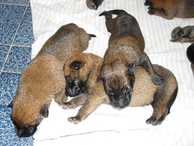 du domaine du bois de la garde - chiots de canaille/uncas