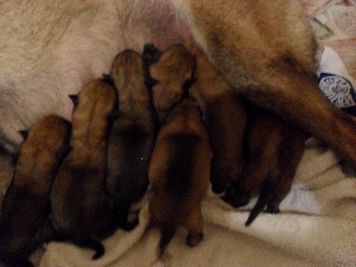 du domaine du bois de la garde - les chiots sont arrivés....de canaille et de cutter